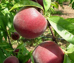 Саджанці персика сорт Саджитария, підщепа мигдаль