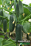 Насіння огірка Такері KS-70 F1 (250 нас.) Kitano, фото 2