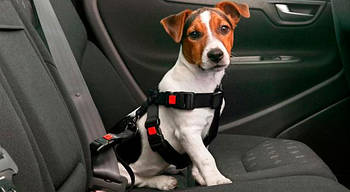 Безпека тварин в автомобілі