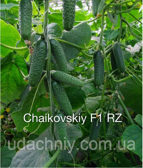 Насіння огірка Чайковське F1/ Chaikovskiy Rijk Zwaan 5 насіння