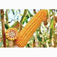 Насіння кукурудзи РАМ 1033 (АК Степова) ФАО 270