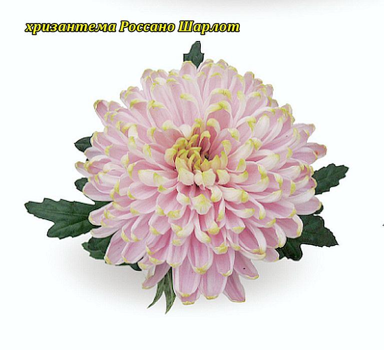 Хризантема Rossano Charlotte (Росано Шарлот) велика квіткова. розсада