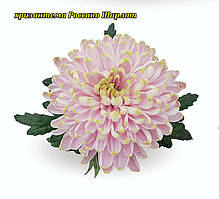 Хризантема Rossano Charlotte (Росано Шарлот) велика квіткова. розсада