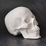 Модель черепа людини. Череп із гіпсу в натуральну величину, наочний посібник, предмет інтер'єру, фото 3