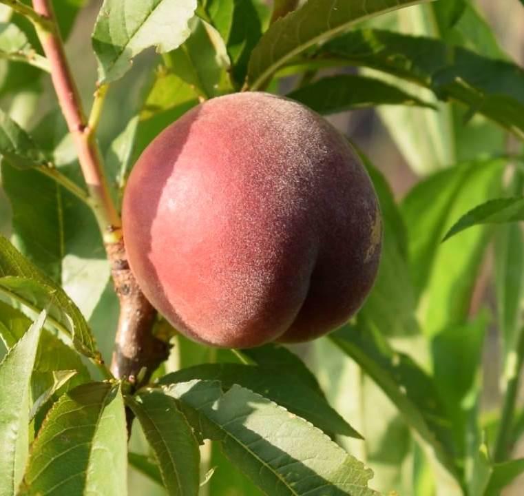 Саджанці персика сорт Шугар Тайм (раннього терміну дозрівання)