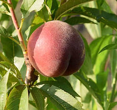 Саджанці персика сорт Шугар Тайм (раннього терміну дозрівання)