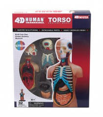 Анатомическая модель Торс человека 4D Master FM-626003
