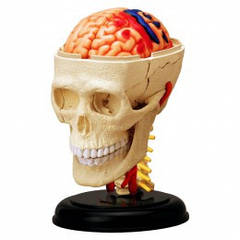 Анатомічна модель Черепно-мозкова коробка людини 4D Master FM-626005