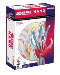 Анатомічна модель Рука людини 4D Master FM-626009