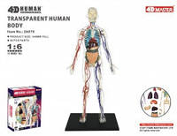 Анатомическая модель Тело человека прозрачное 4D Master FM-626204