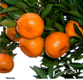 Саджанці мандарина Міхо Васе (Citrus Miho Wase)