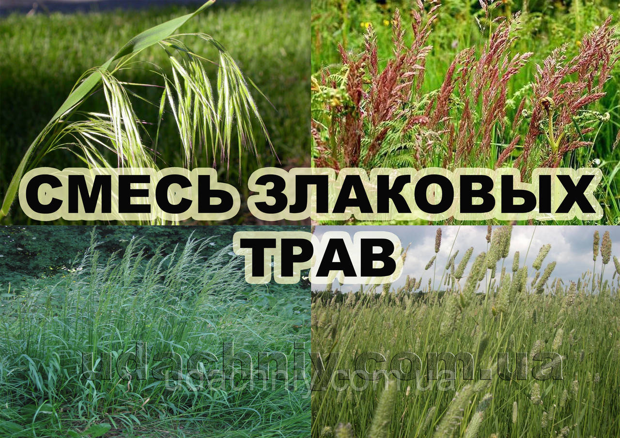 Суміш злакових трав (костер, райграс високий, вівсяниця лугова, тимофіївка) 1кг