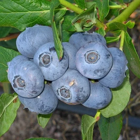 Човники Блакитники Патріот — середня, великоплідна, врожайна (2-літка)