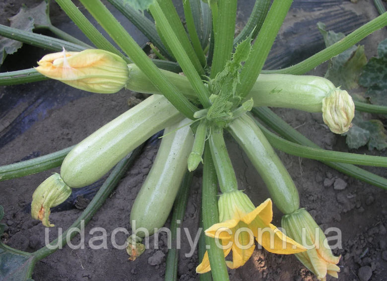 Кабачок Кавілі F1 5 насінин