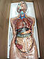 Модель тіло торс людини 85см 19 частин +відео огляд, фото 5