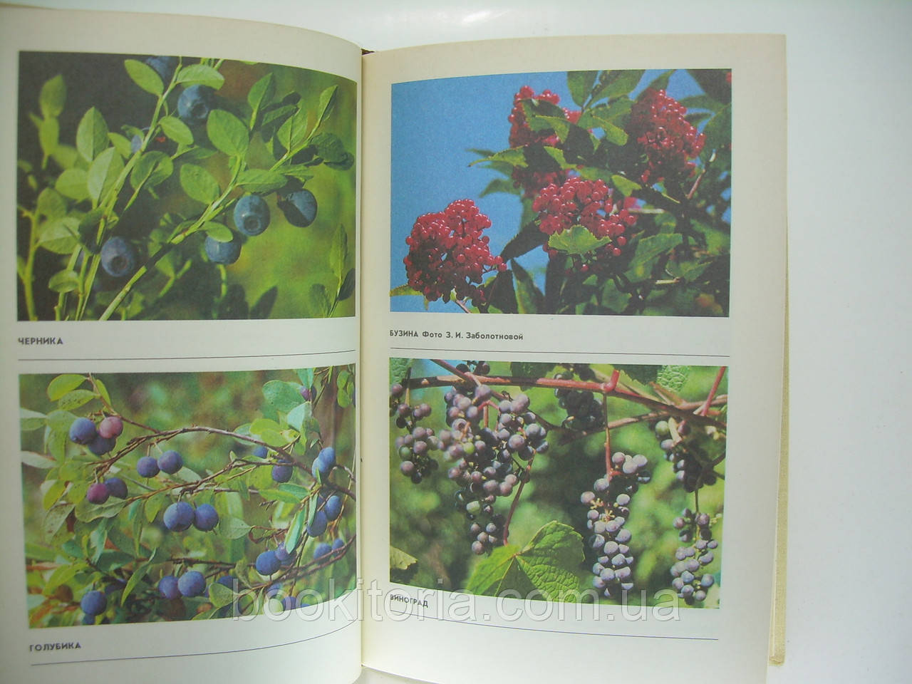 Кощеев А.К., Смирняков Ю.И. Лесные ягоды. Справочник (б/у). - фото 6 - id-p181313084