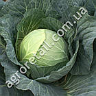 Капуста білокачанна Тюркиз 10 г Satimex, фото 3
