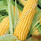 Кукурудза Дейнеріс F1 1000 шт ВНІС, фото 2