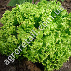 Салат Лолло Біонда 250 г Satimex, фото 2