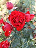 Саженцы розы " Хот рококо "