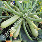 Кабачок Ангеліна F1 5 шт Syngenta, фото 3