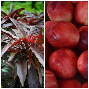 Нектарин колоноподібний червонолистний Ред Флейвор/Red Flavor (середньостиглий)