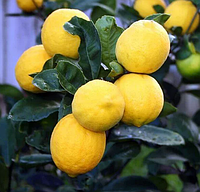 Саженцы лимона Новогрузинский -крупноплодный, урожайный, неприхотливый