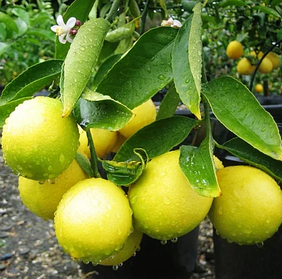 Саджанці Лимона Мейера (Meyer) — запашний, кисло-солодкий, ремонтантний