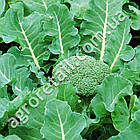 Капуста брокколі Бєлстар F1 10 шт Bejo Zaden, фото 3