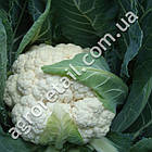 Капуста цвітна Барселона F1 15 шт Нікерсон Цваан, фото 2
