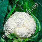 Капуста цвітна Наутілус F1 10 шт Clause, фото 2
