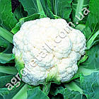 Капуста цвітна Фрідом F1 10 шт Seminis, фото 2