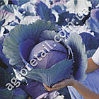 Капуста червоноголова Рексома F1 15 шт Rijk Zwaan, фото 2