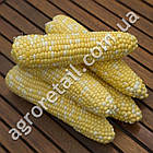 Кукурудза біколор Ракель F1 100 шт Clause, фото 2
