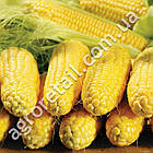 Кукурудза Спіріт F1 5000 шт Syngenta, фото 3