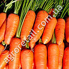 Морква Болтекс  Clause, фото 2