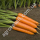 Морква Монанта 2 м Rijk Zwaan, фото 2