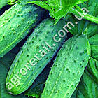 Огірок Атлантіс F1 50 шт Bejo Zaden, фото 3