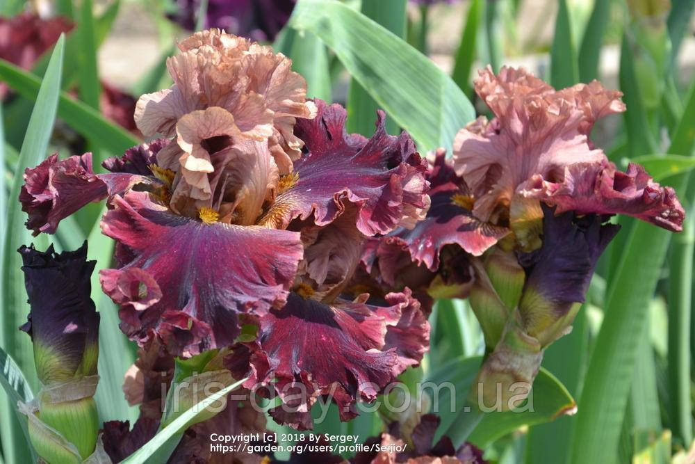 Ірис Burgundy Blaze Бургунді Влейз (Blyth 2015) (сажі), фото 1