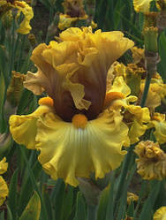 Ірис Brass Lamp Брас Лемп (Keppel 2012) (сажниці)