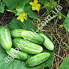 Огірок Гектор F1 50 шт Nunhems, фото 2