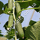 Огірок Беттіна F1 10 шт Nunhems, фото 2