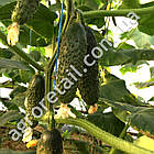 Огірок Кароліна F1 10 шт Lark seeds, фото 3