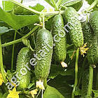 Огірок Кибрия F1 10 шт Rijk Zwaan, фото 2