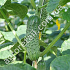 Огірок Ленара F1 10 шт Rijk Zwaan, фото 2