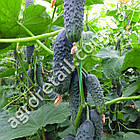 Огірок Лютояр F1 10 шт Yuksel Tohum, фото 2