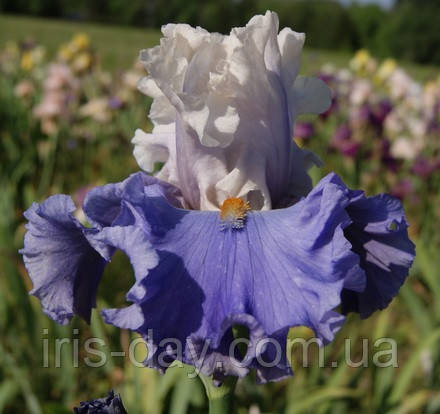 Ірис Celebrate Beauty Селебрейт Б'юті (Blyth 2016) (сажники), фото 1