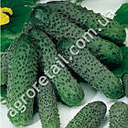 Огірок Пасалимо F1 50 шт Syngenta, фото 2