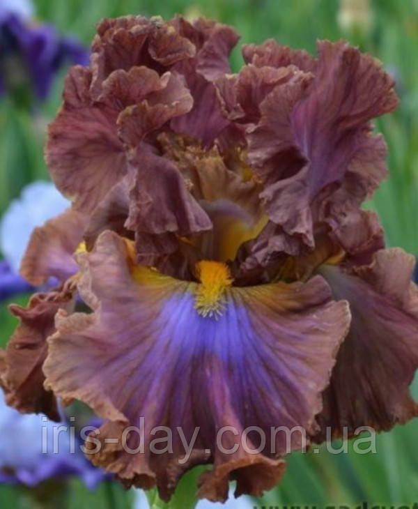 Ірис Dikii Zapad Дикий Захід (Трошкін 2018) (сажінки), фото 1