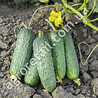 Огірок Проликс F1 10 шт Nunhems, фото 2